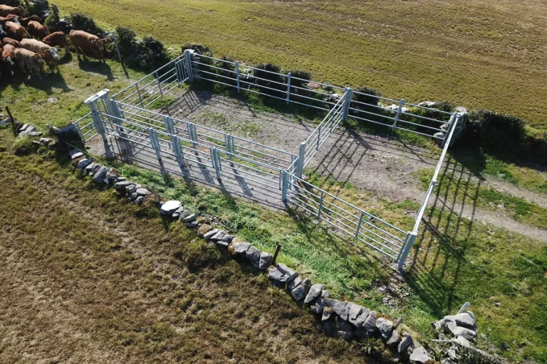 Cattle
