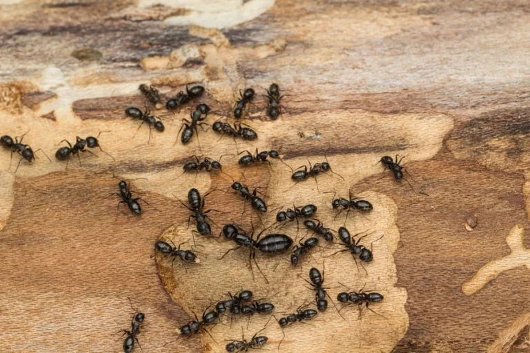 Get Rid Of Ants